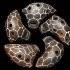 Ocarina Black Mamba (Middle) - Ocarina Black Mamba (Middle)