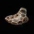 Ocarina Black Mamba (Middle) - Ocarina Black Mamba (Middle)