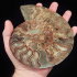 Ammonite (163mm, 437 gramm) - Ammonite (163mm, 437 gramm)