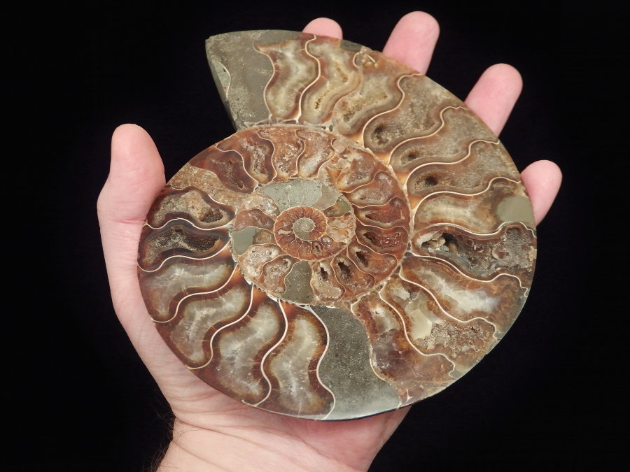 Ammonite (163mm, 437 gramm) - Ammonite (163mm, 437 gramm)