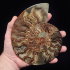 Ammonite (163mm, 437 gramm) - Ammonite (163mm, 437 gramm)
