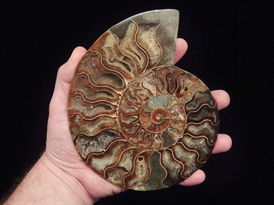 Ammonite (163mm, 437 gramm) - Ammonite (163mm, 437 gramm)