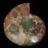 Ammonite (163mm, 437 gramm) - Ammonite (163mm, 437 gramm)
