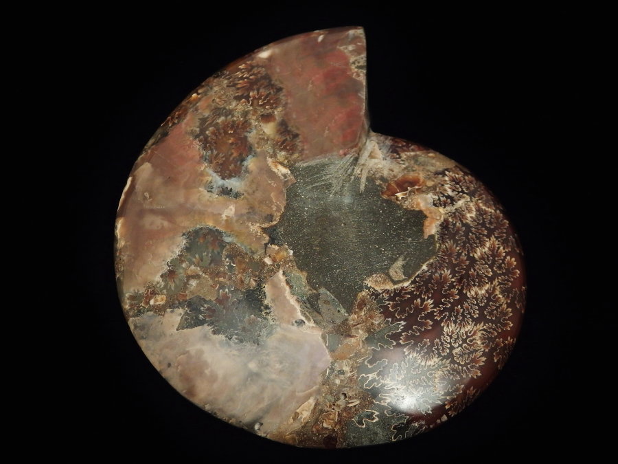 Ammonite (163mm, 437 gramm) - Ammonite (163mm, 437 gramm)