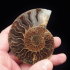 Ammonite (80 mm, 68 gramm) - Ammonite (80 mm, 68 gramm)