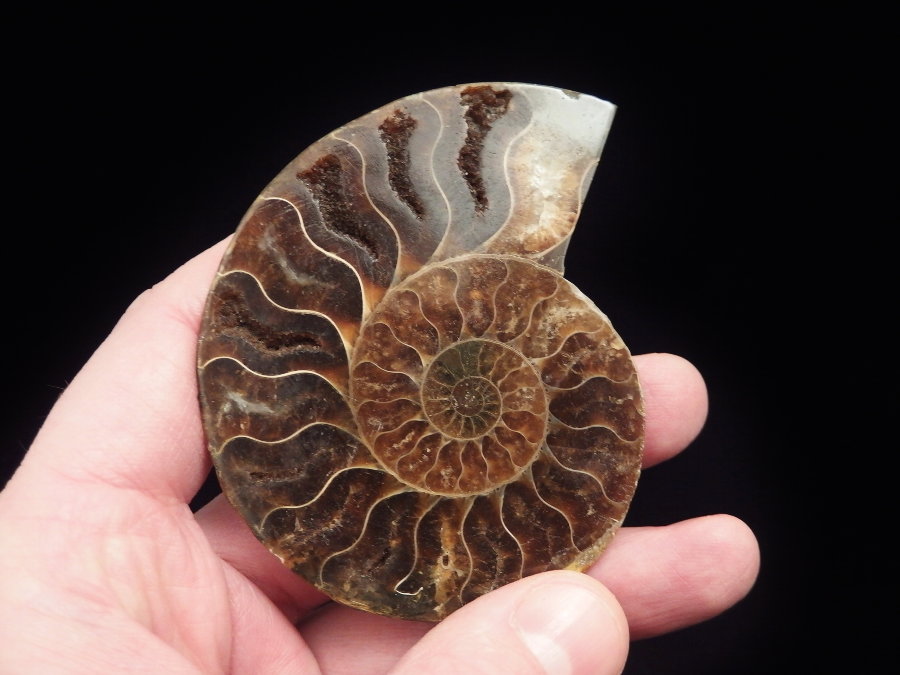 Ammonite (80 mm, 68 gramm) - Ammonite (80 mm, 68 gramm)