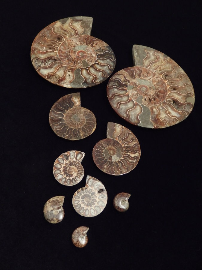 Ammonite (50mm, 31 gramm) - Ammonite (50mm, 31 gramm)