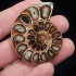 Ammonite (50mm, 31 gramm) - Ammonite (50mm, 31 gramm)
