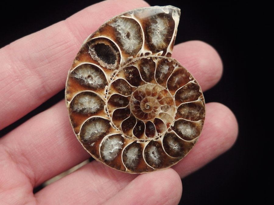 Ammonite (50mm, 31 gramm) - Ammonite (50mm, 31 gramm)