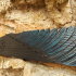 Gusli wing-shaped  (traditional) Blue bird - Gusli wing-shaped  (traditional) Blue bird